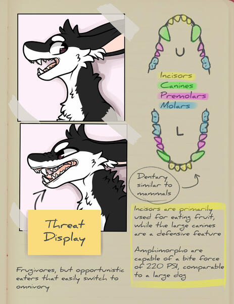 Figure 3: notes on the amphimorpho dentary.