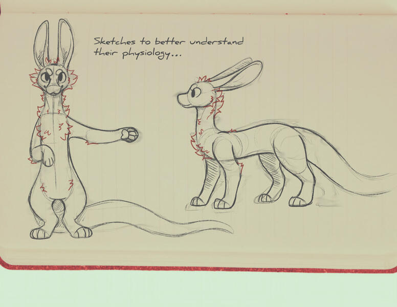 Figure 2: drawing study to understand the outer anatomy.