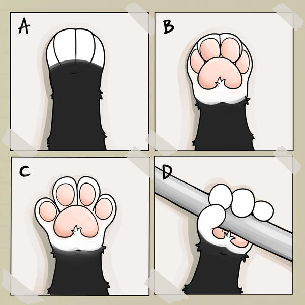 Figure 4: A and B show the top and bottom view of the front paws, respectively; C and D showcase the flexibility of the paw shape, which is capable of grasping objects with the help of a pseudo-thumb.